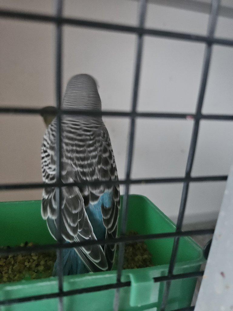 Blackface andulky BF  bf melanistic spangle  Blackwing