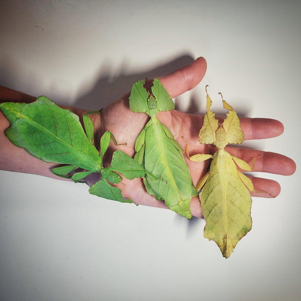 Lupenitky Cryptophyllium limogesi 'Thac Krong Kmar'