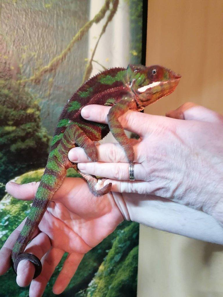 Furcifer Pardalis Sambava