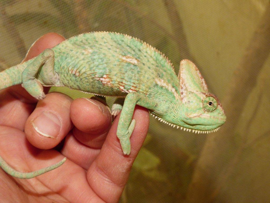 Chameleon jemenský (Chamaeleo calyptratus)