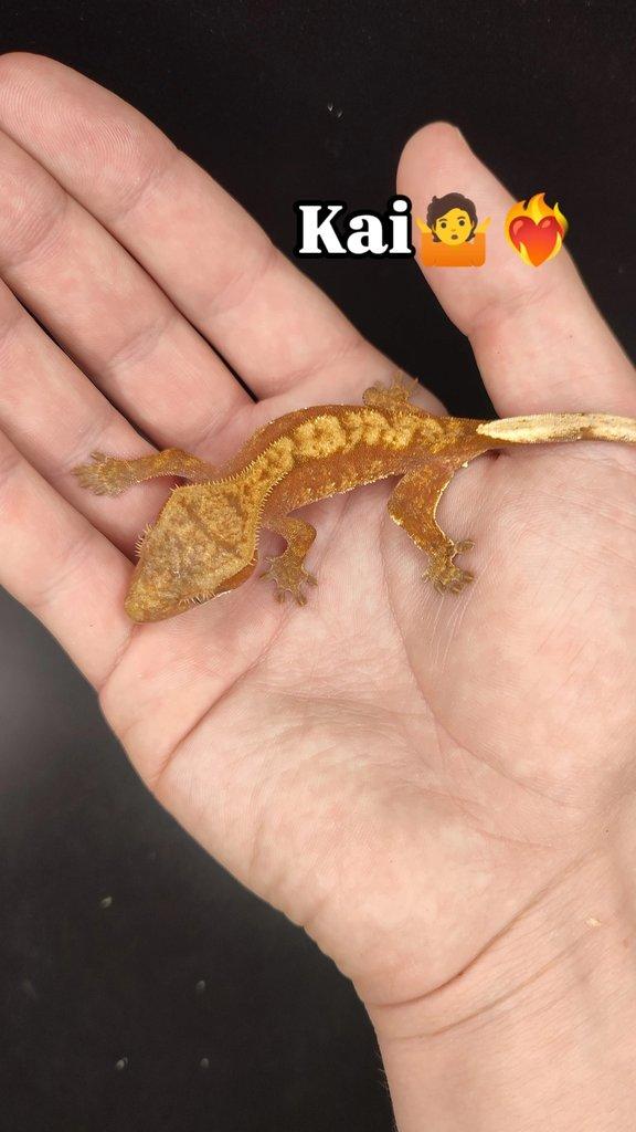Pagekon řasnatý vlastní odchov