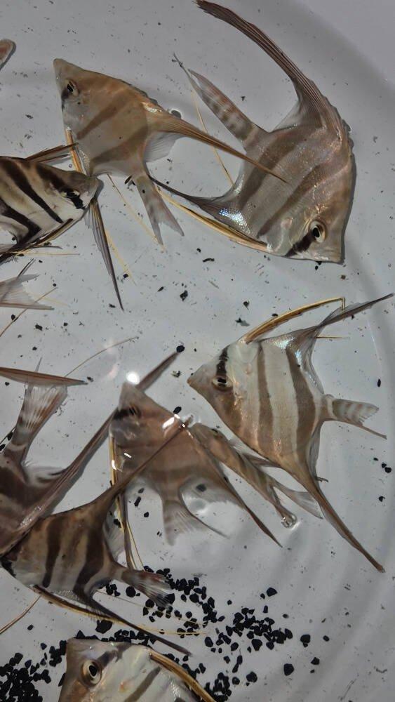 Prodej terčovců, L-sumců, skalár, rejnoků a jiných ryb