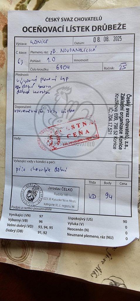 Novoanglická bojovnice zdrobnělá