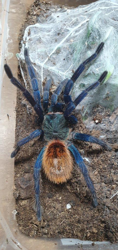 Adult samec Chromatopelma cyaneopubescens