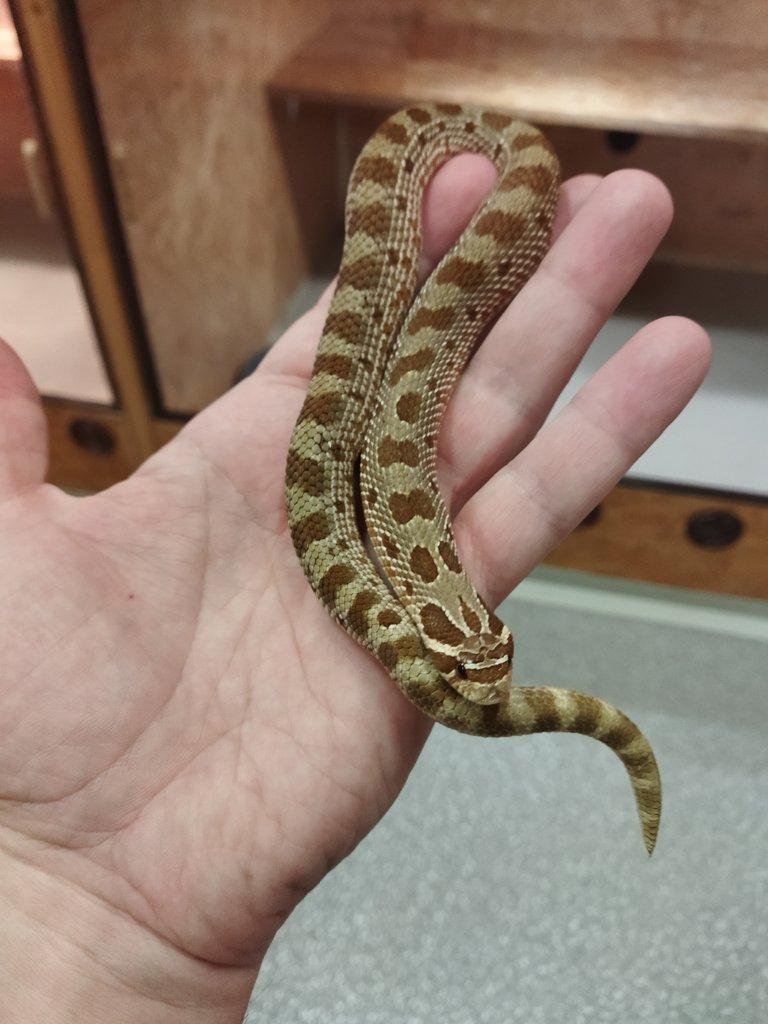 Heterodon nasicus Anaconda