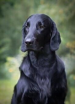 Flat coated retriever štěňata s PP