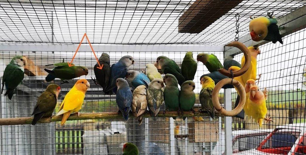 Agapornis růžohrdlý 2025