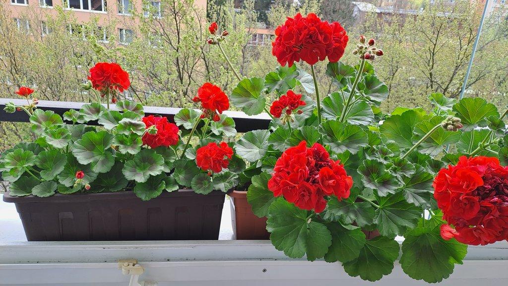 TRUHLÍKY S PELARGONIEMI ZONALE + voskovka zdarma