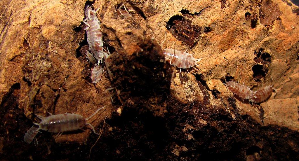 Isopody  - hobby,do terárií i krmné,chovné boxy,krmení - Živá exotika 6.9.,stůl J05