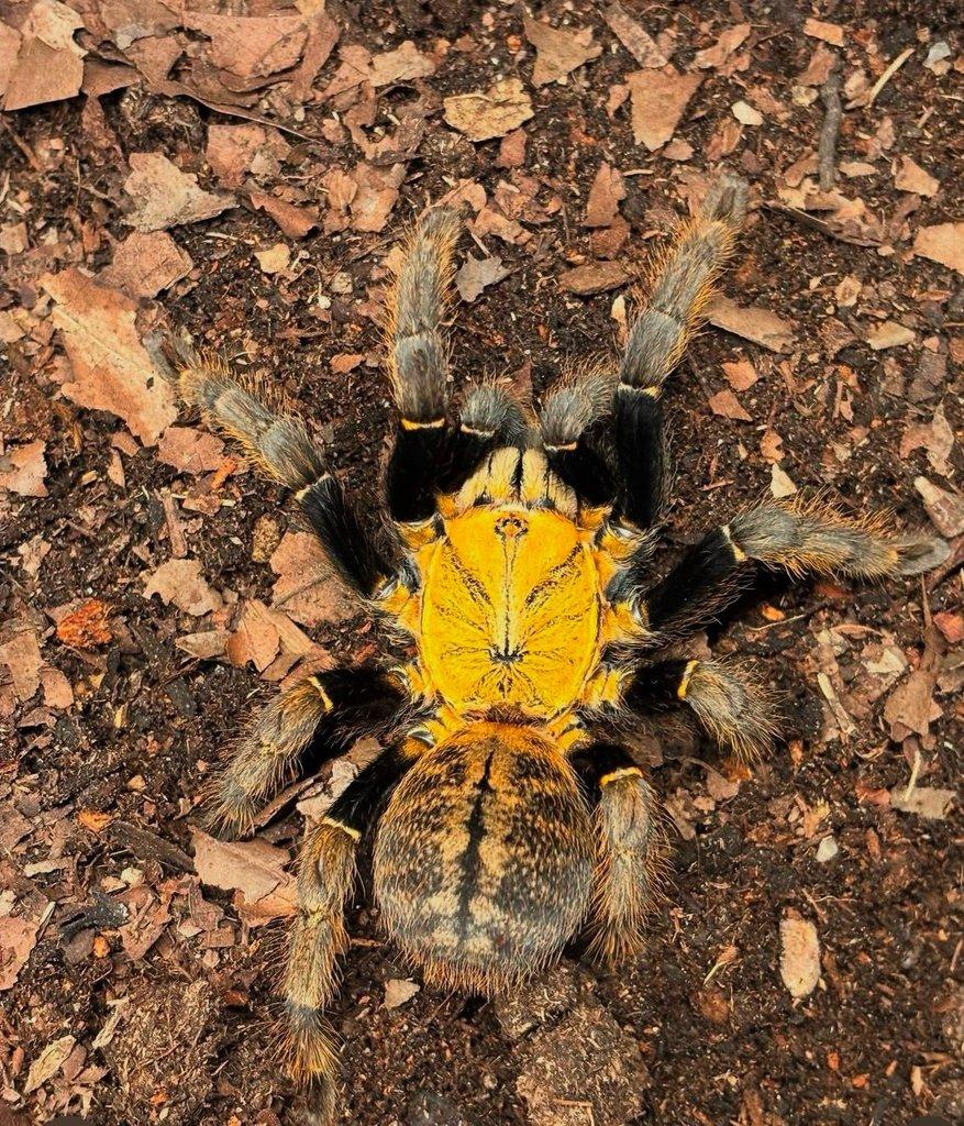 Ornithoctoninae sp. Ho Chi Minh