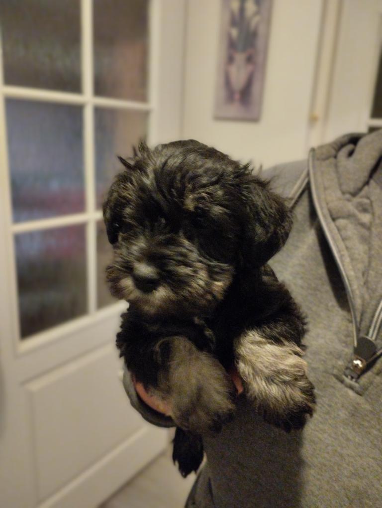 Knírač malý černostříbřitý