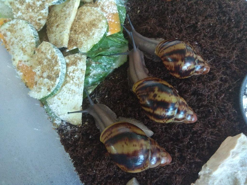 Africký šnek Archachatina Marginata Suturalis dark body