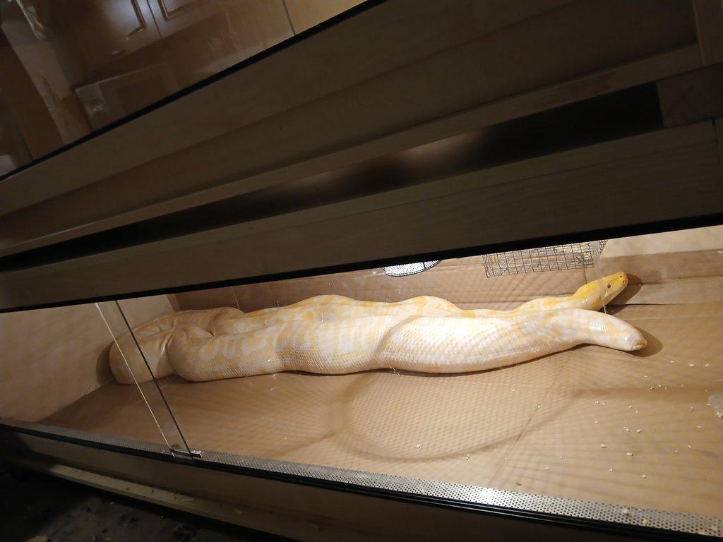 Prodám samici krajty tmavé albino