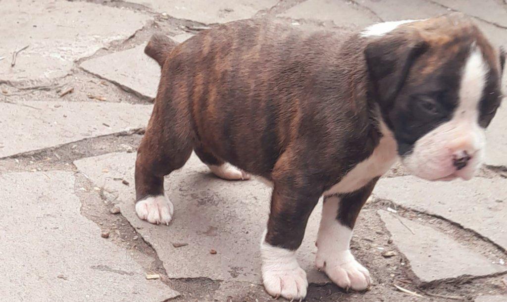 Žíhaná štěňátka Německý Boxer bez PP