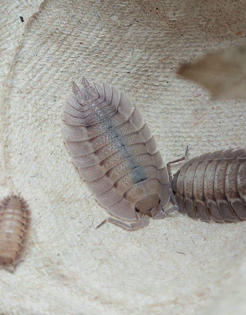 ISOPODA - Hobby druhy - aktualizovaný seznam