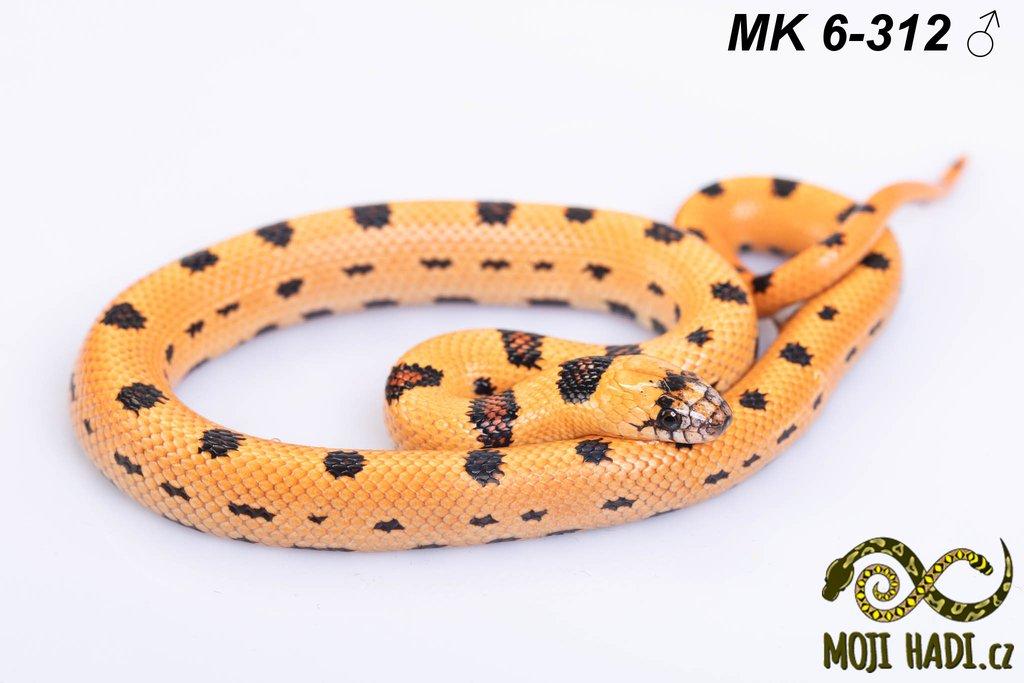 Lampropeltis MAGMAKING