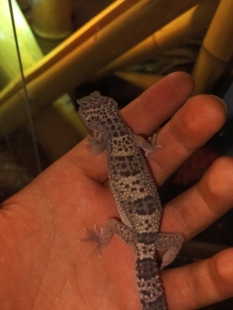 Prodám mláďata gekončíků nočních neurčené zbarvení skoro půl roku