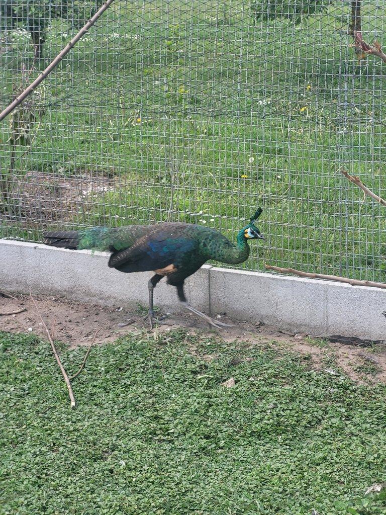 Pavo muticus