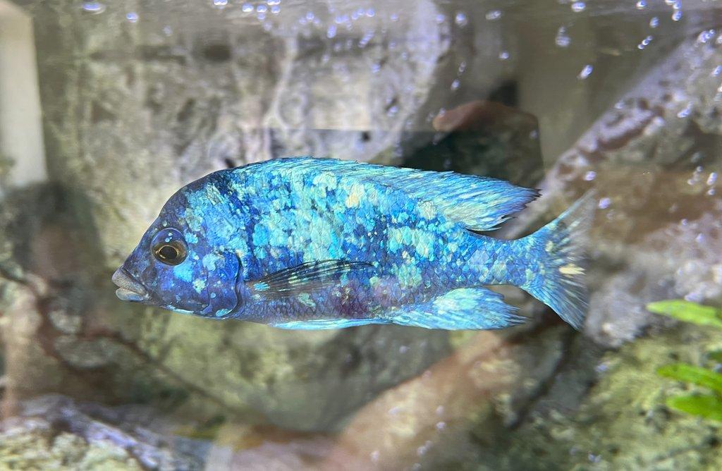 Malawi tlamovci Placidochromis phenochillus Tanzania Lupingu