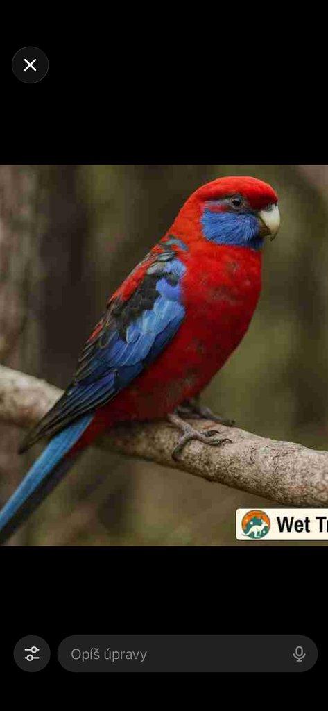 Kúpim Rosela penant  nigrescens(severná