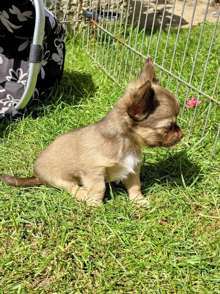 čivava dlouhosrstá s PP fenka ihned k odběru