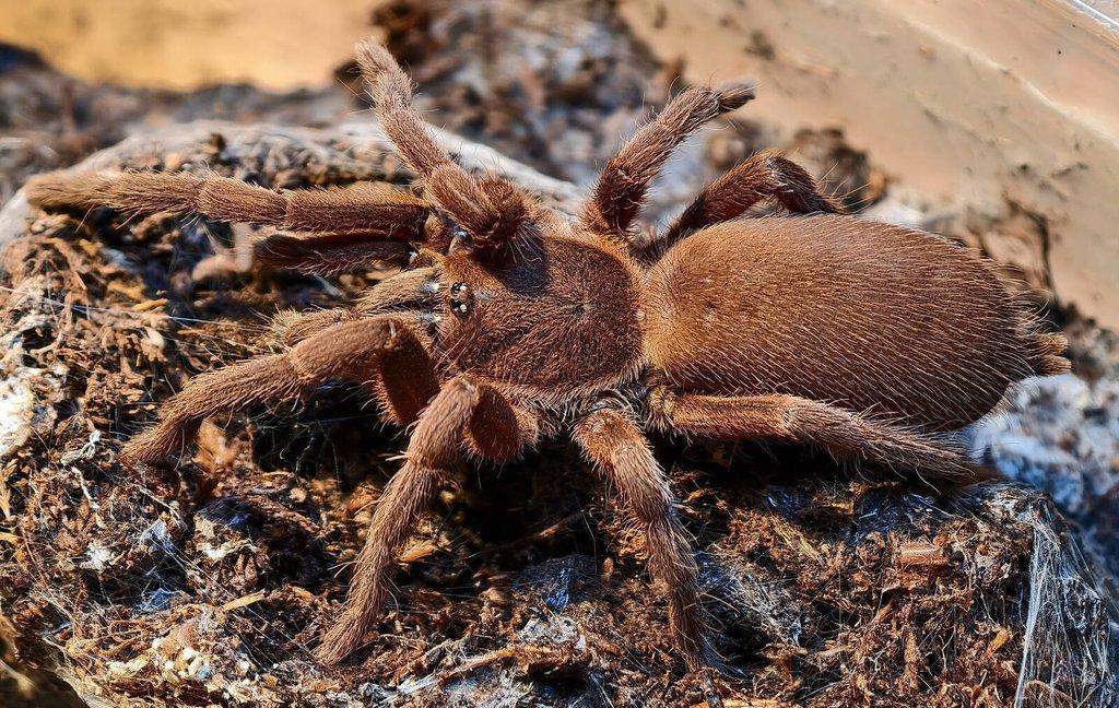 Sklípkani na Živou Exotiku a ZOO Trhy