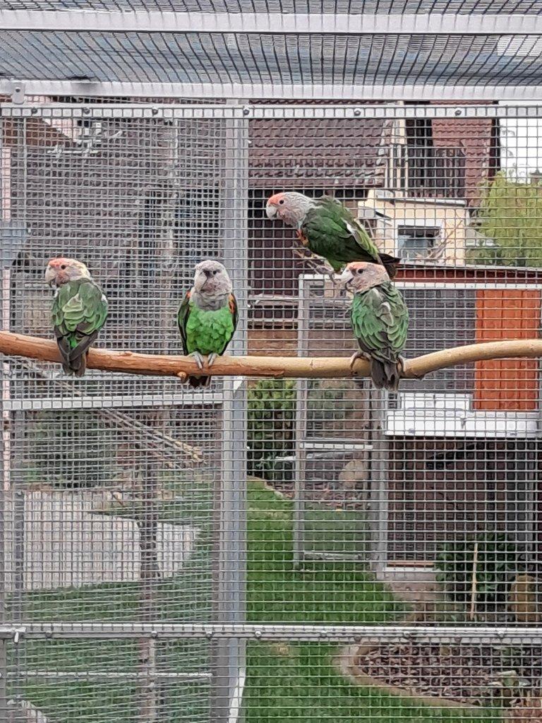 Prodám Papoušek šedohlavý-kapský