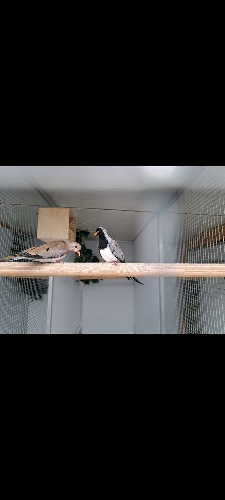 Holubok Šedomodry -Claravis pretiosa , Holubok kapsky -Oena capensis