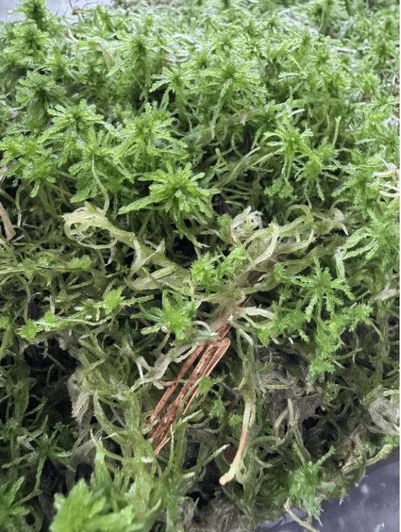 Rašeliník živý TOP kvalita 30cm-30cm