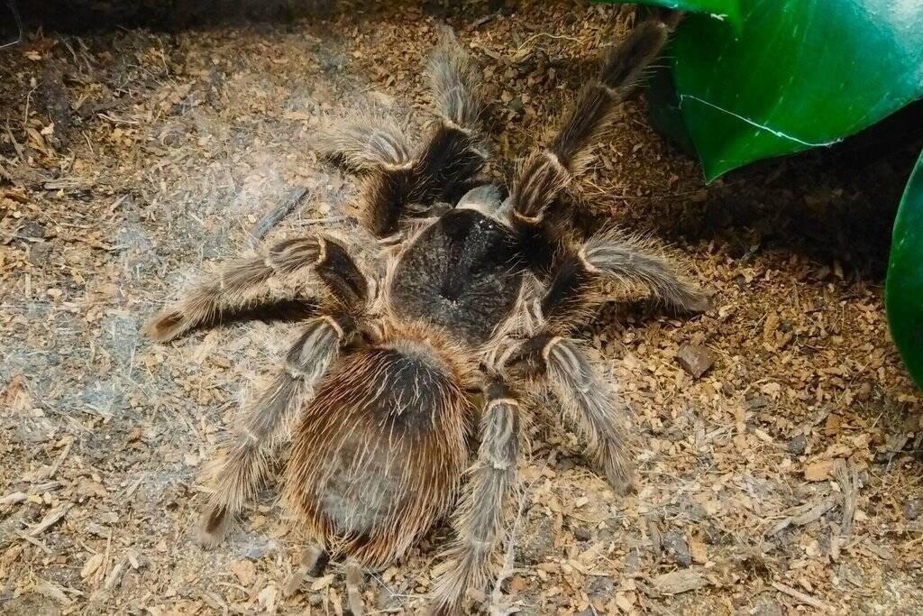 Lasiodora parahybana