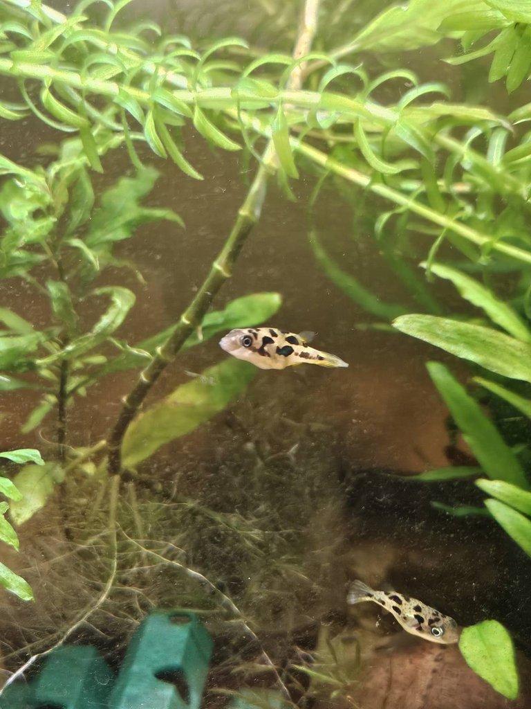 Prodám čtverzubce trpasličí🐡