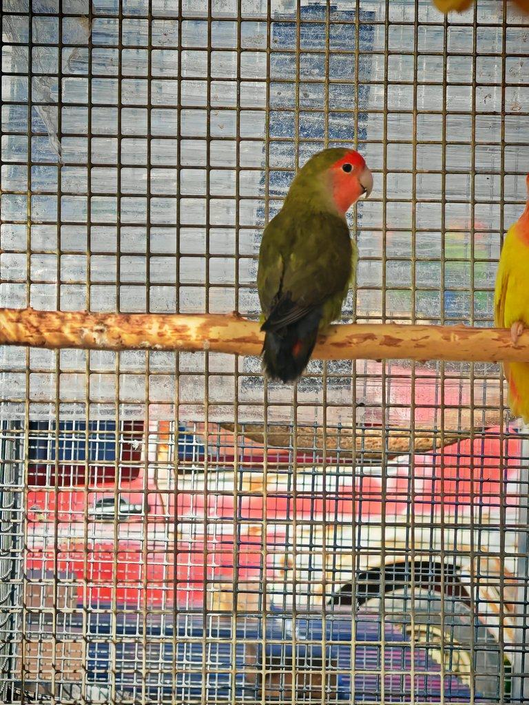 Agapornis růžohrdlý samec