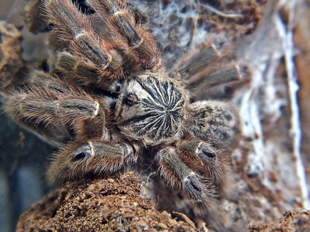 Spiders Forge for Ostrava  29.03 preorders -15%