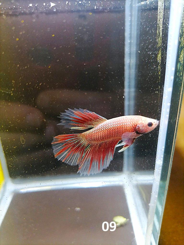 Betta Splendens - Samci