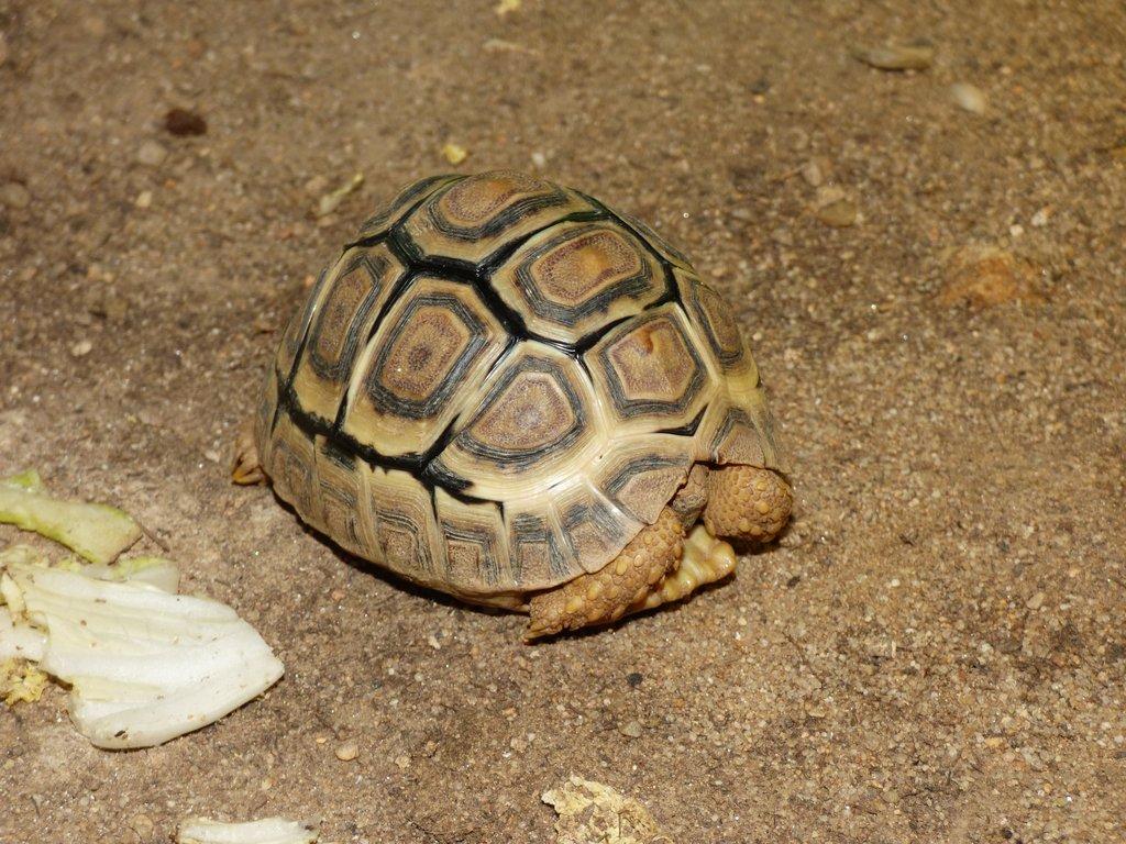 Želva pardálí (Stigmochelys pardalis)
