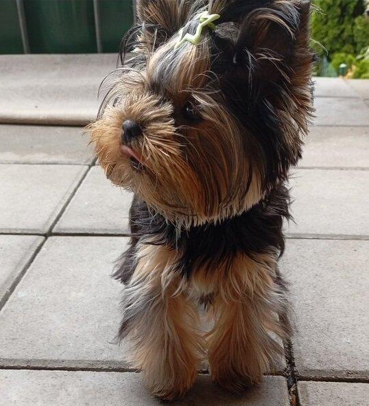 Štěňata yorkšírských teriérů s PP