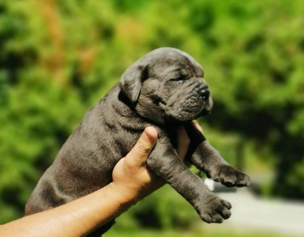 Cane Corso – fenka štěně