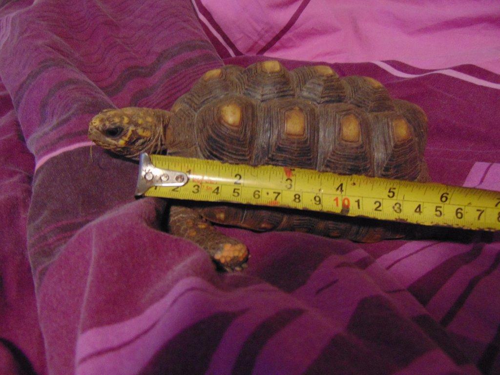 prodam zelvu uhlirskou 16cm