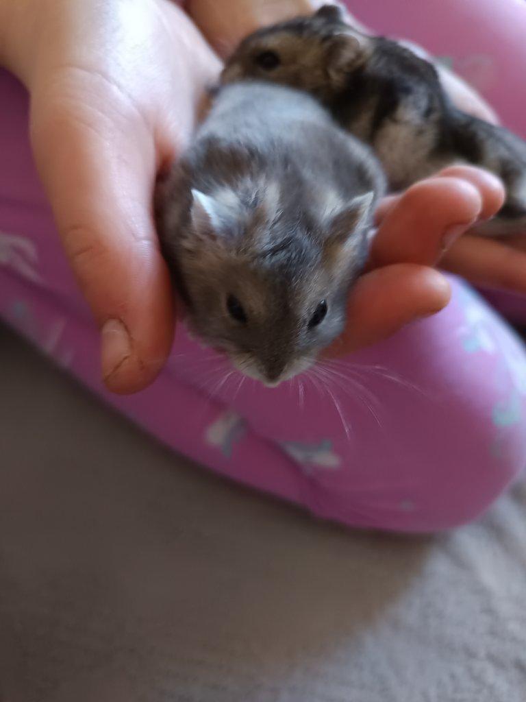 Prodám dzungarske křečky