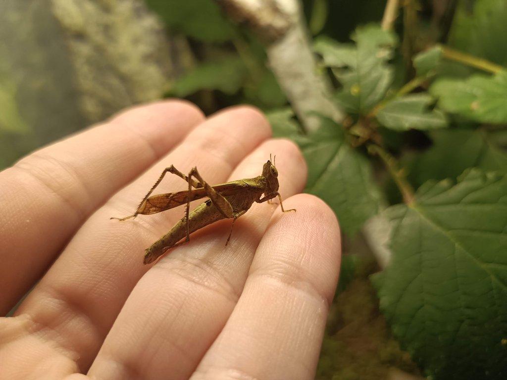 Erianthus versicolor a Diestrammena asynamora