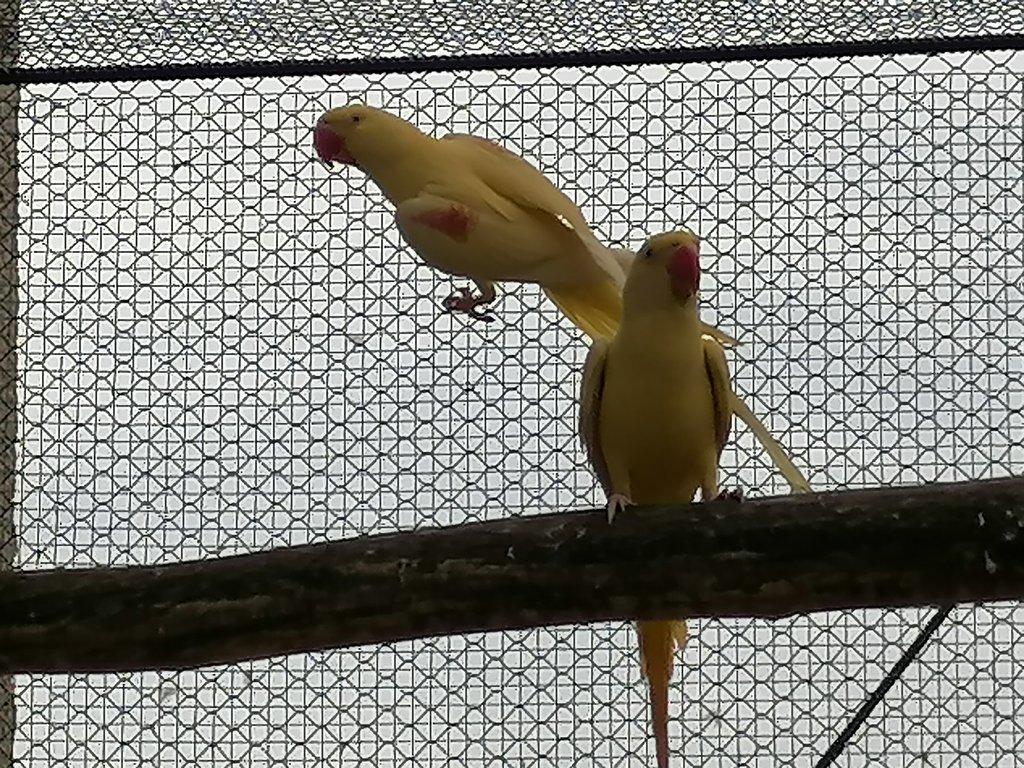 Kupim