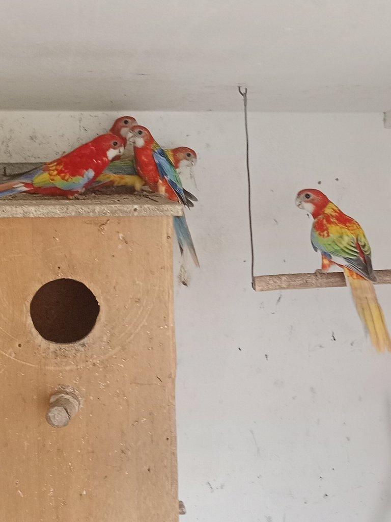 Prodám chovnou samici opalin / gg