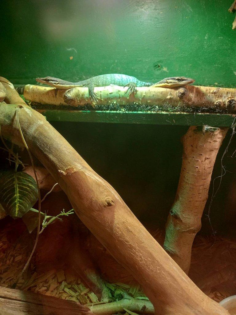 Varanus glauerti