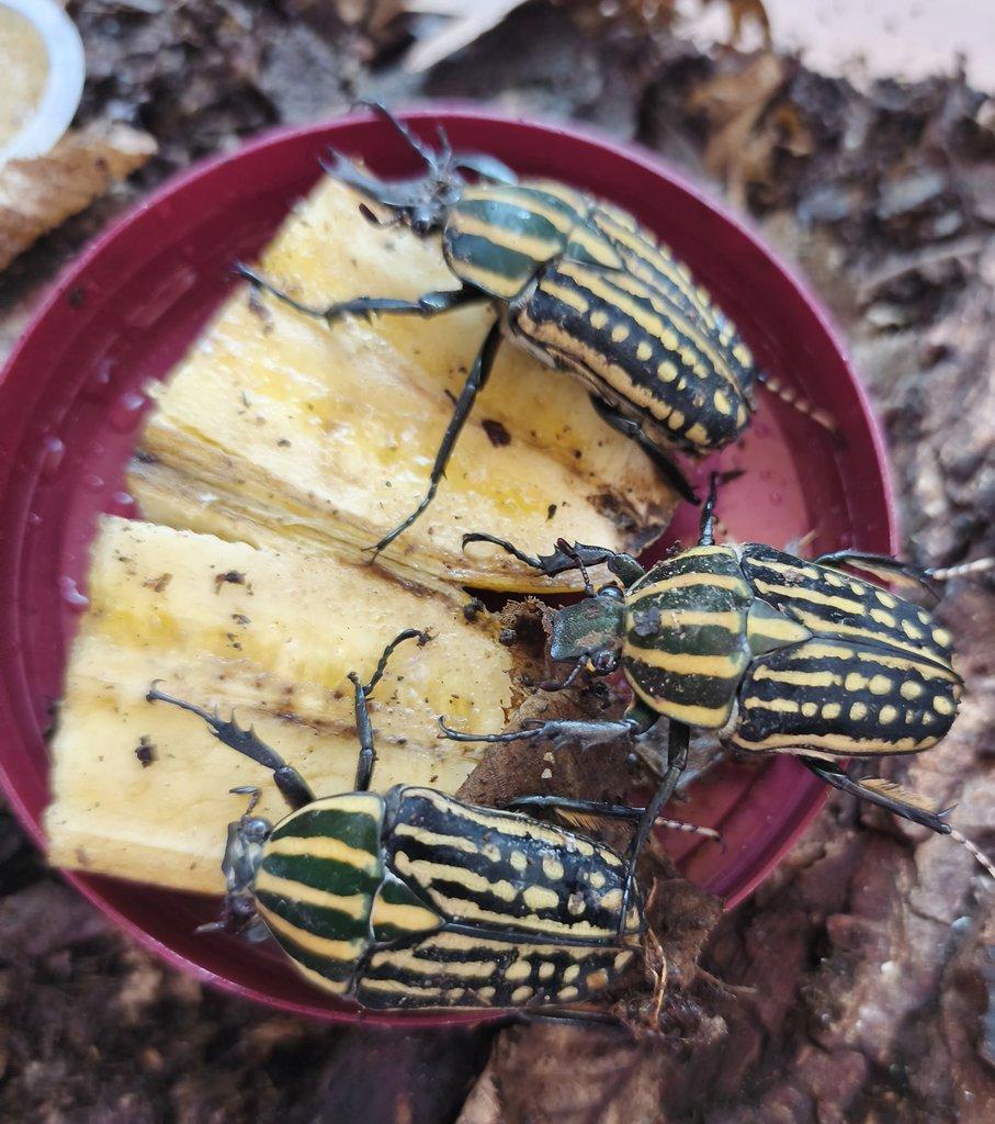 Chelorrhina savagei - samci