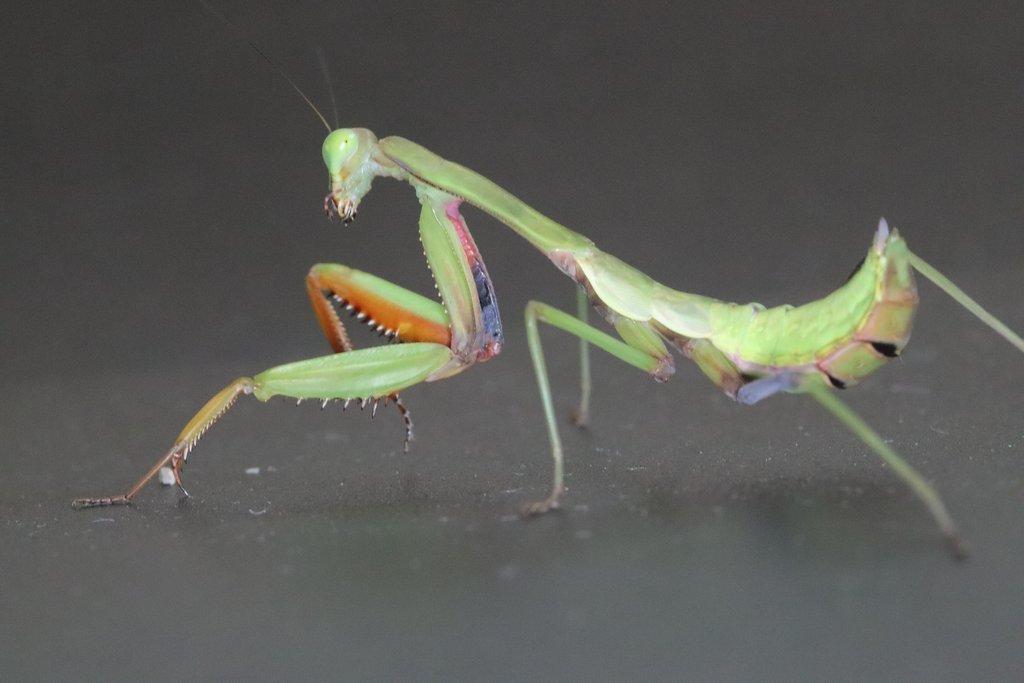 Prodám subadultni pár kudlanek Hierodula majuscula