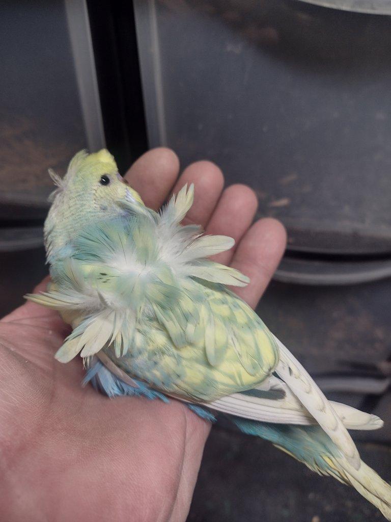 Andulky helikoptéry