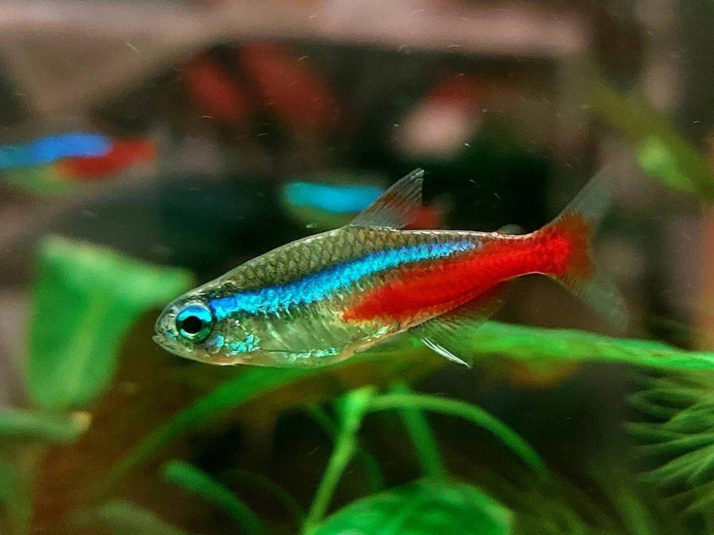Neonka obecná (Paracheirodon innesi)