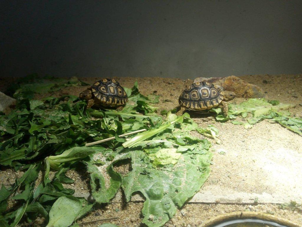 Želva pardálí ( stigmochelys pardalis babcocki )