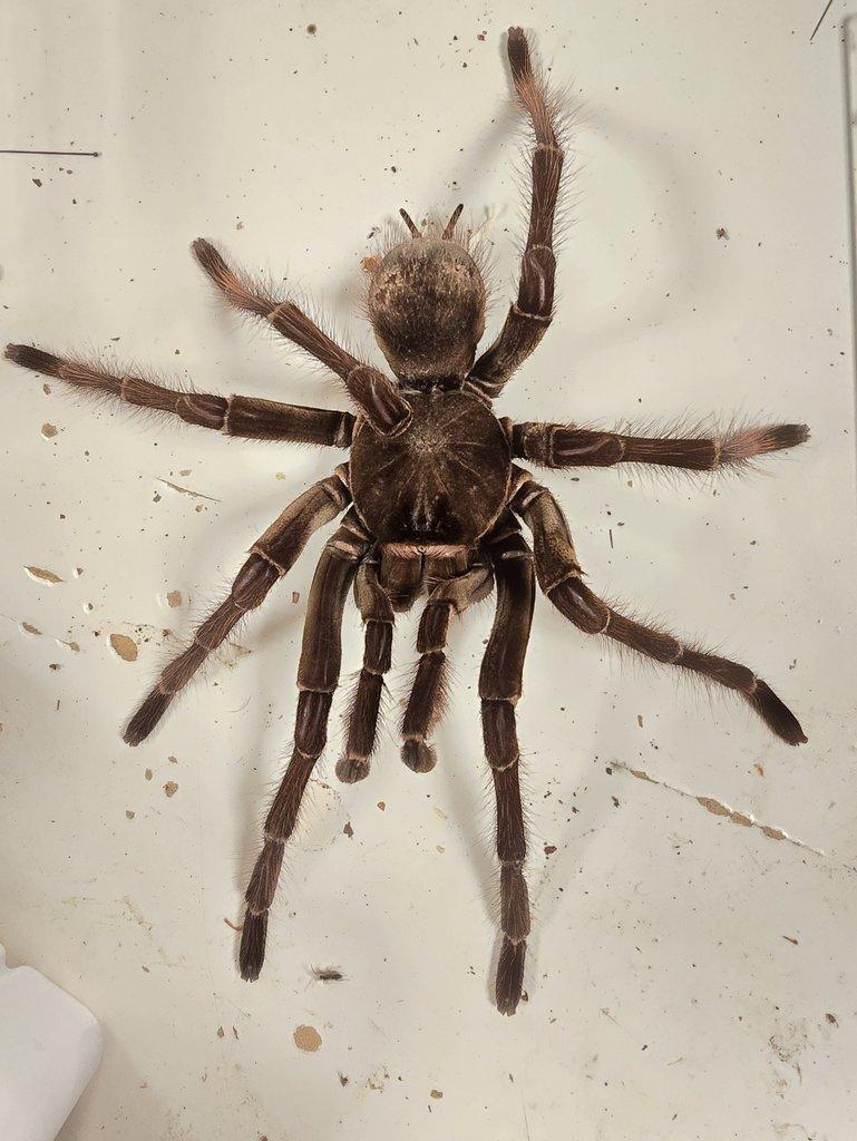 Theraphosa stirmi, samec, obří!!!