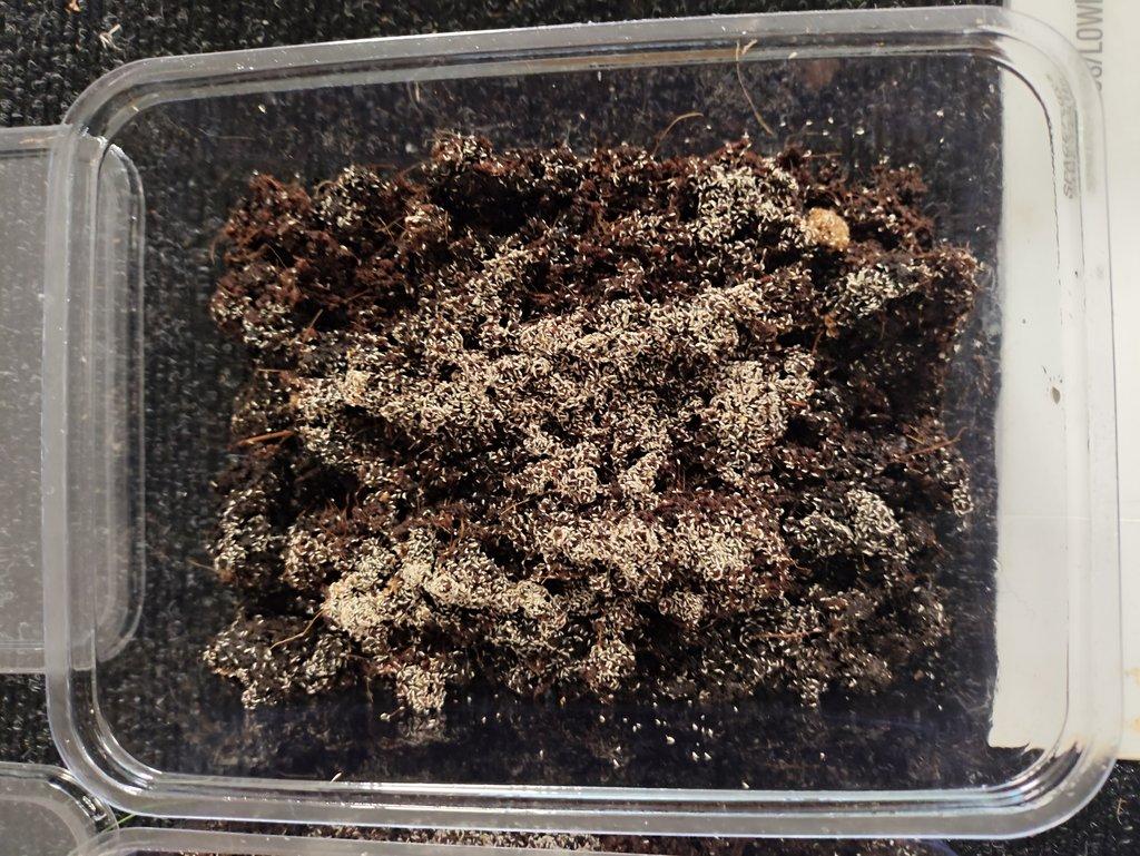 Chvostoskoci - výměna